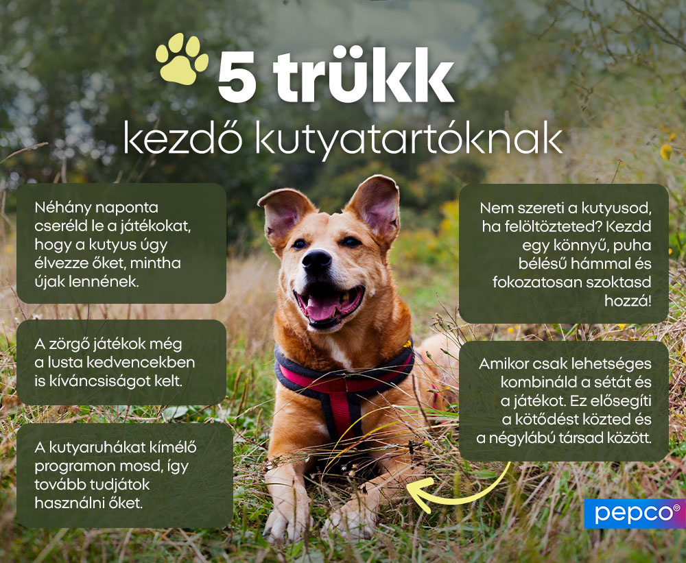 5 trükk kezdő kutyatartóknak